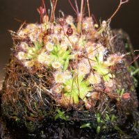 Carnivorous Plants - Pygmy Sundew