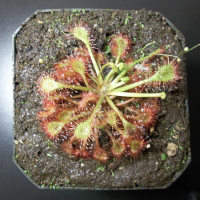 Carnivorous Plants - Sundew
