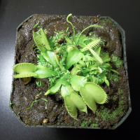 Carnivorous Plants - Venus Fly Trap