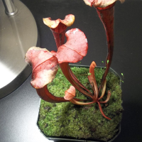 Carnivorous Plants - Pitcher Plant